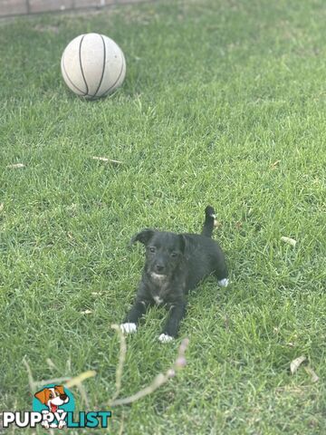 Chipoo female and male