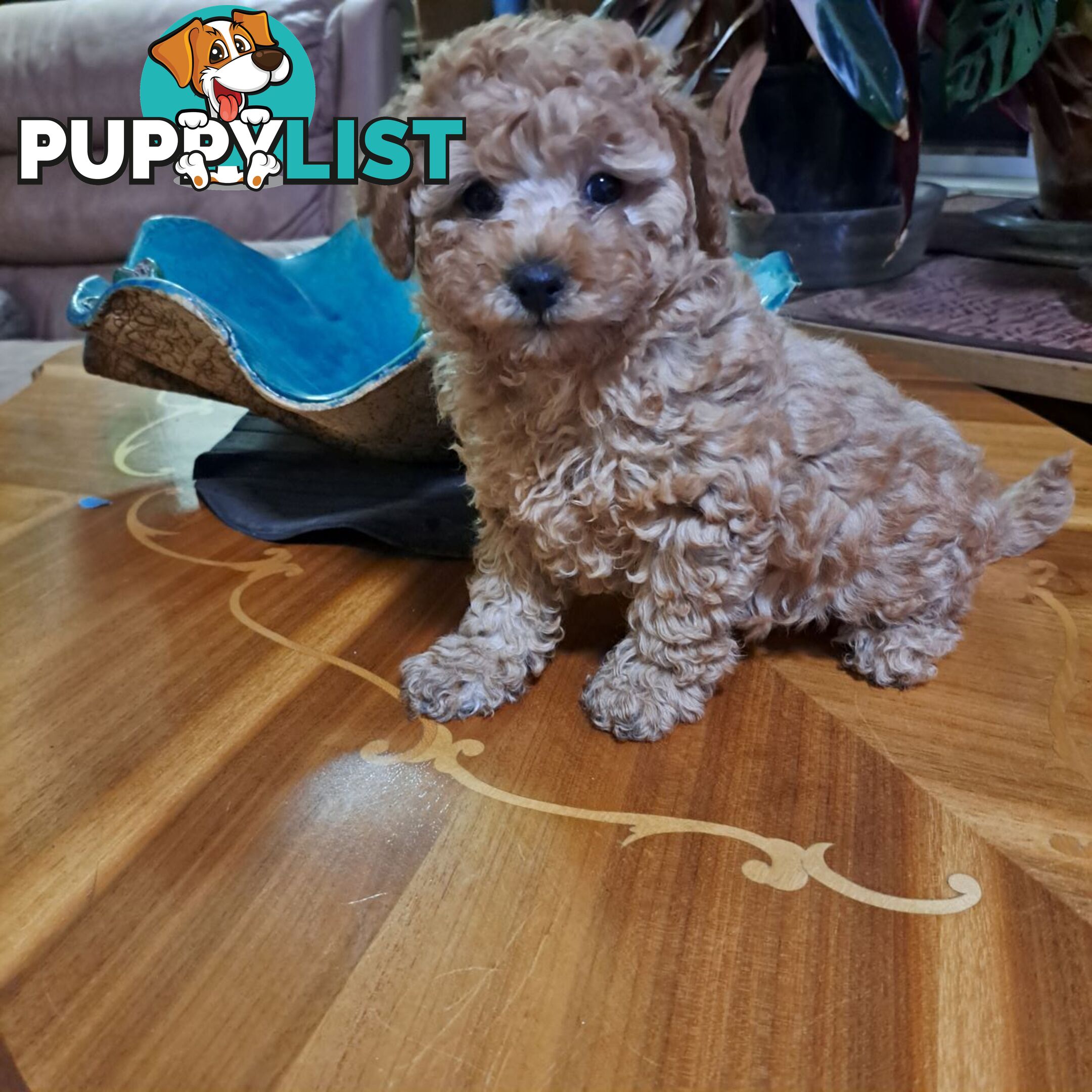 PUREBRED TOY POODLE PUPPIES 9 weeks old. READY NOW