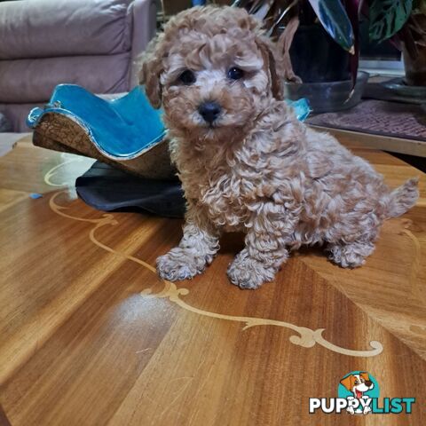 PUREBRED TOY POODLE PUPPIES 9 weeks old. READY NOW