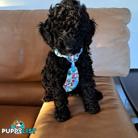 PUREBRED TOY POODLE PUPPY MALE 10 weeks old. READY NOW