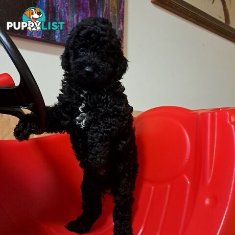 PUREBRED TOY POODLE PUPPIES 9 weeks old. READY NOW