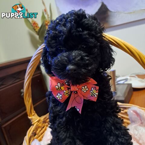 PUREBRED TOY POODLE PUPPIES 9 weeks old. READY NOW