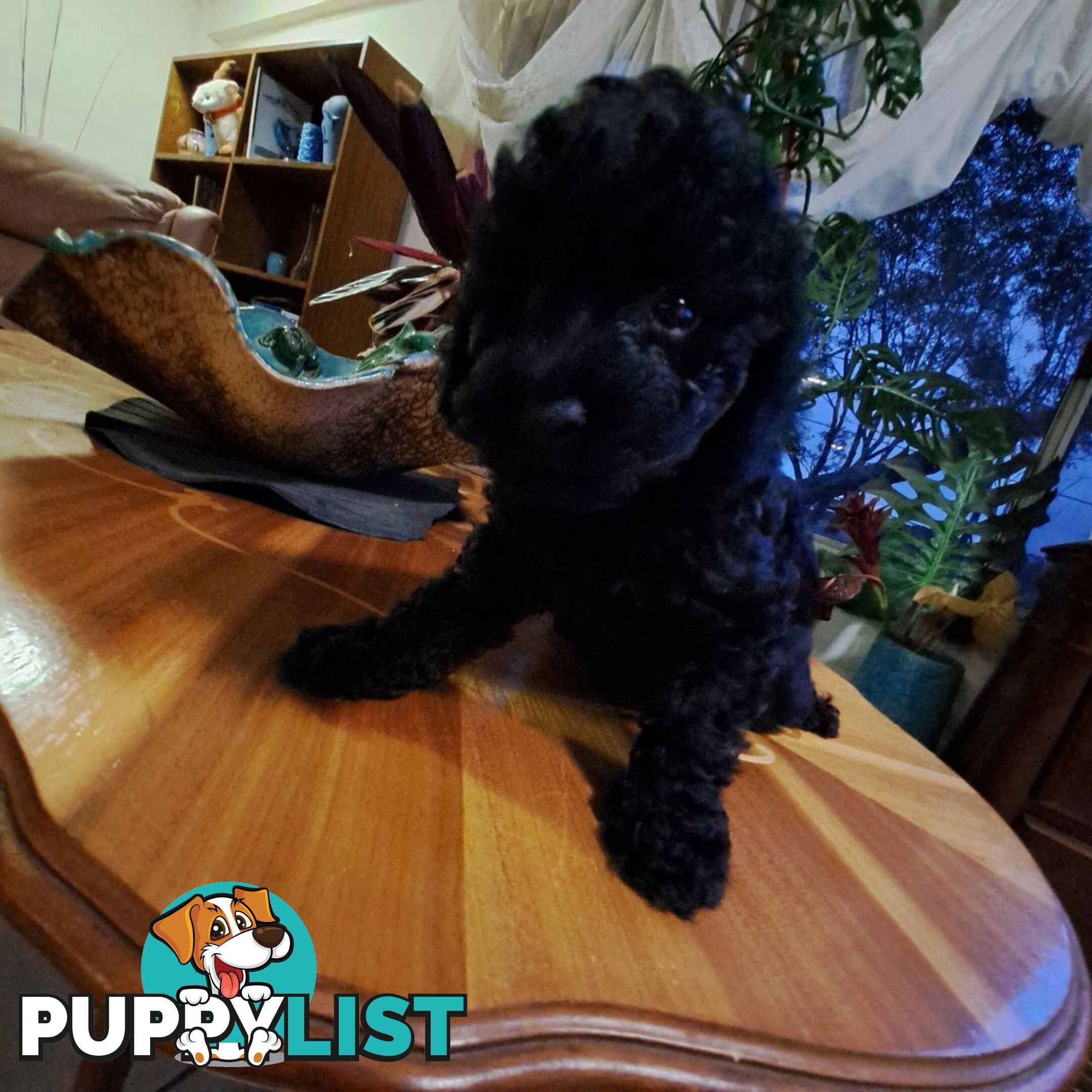 PUREBRED TOY POODLE PUPPIES 9 weeks old. READY NOW