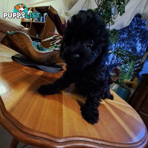 PUREBRED TOY POODLE PUPPIES 9 weeks old. READY NOW