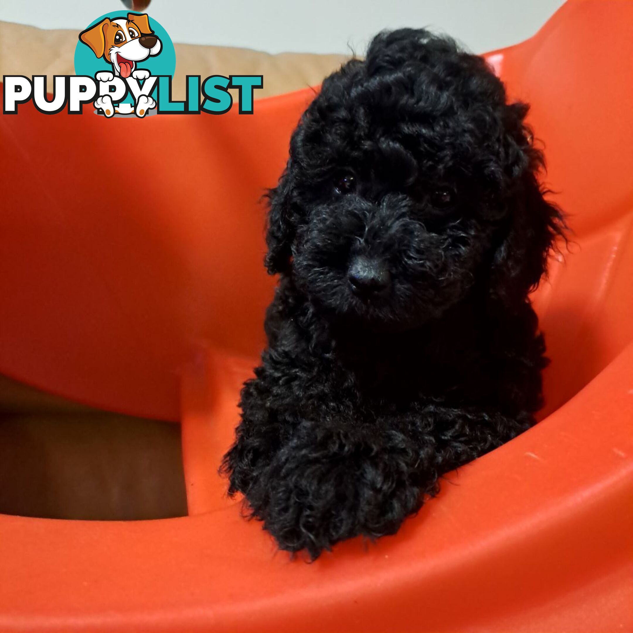 PUREBRED TOY POODLE PUPPIES 9 weeks old. READY NOW