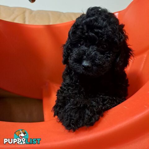 PUREBRED TOY POODLE PUPPIES 9 weeks old. READY NOW