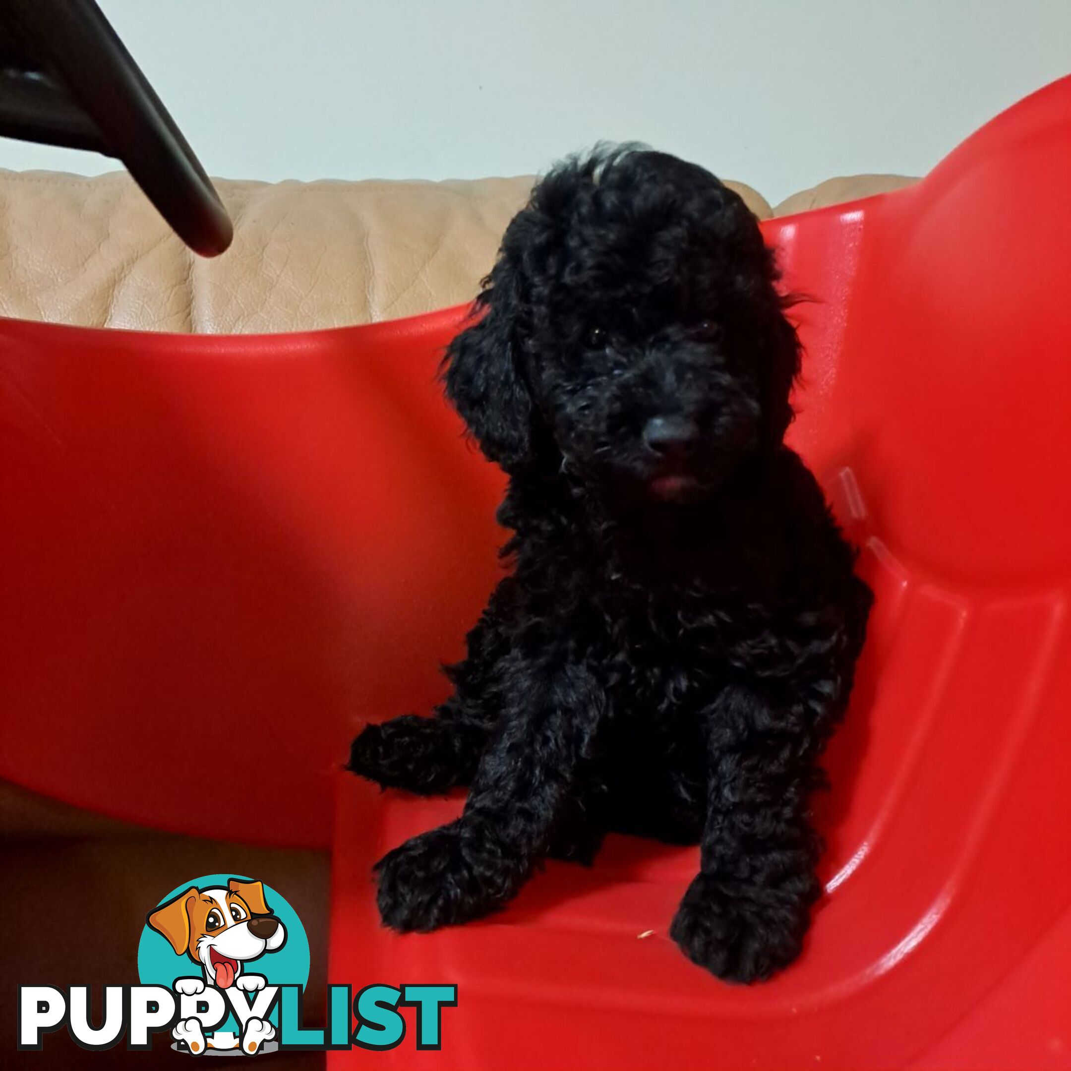 PUREBRED TOY POODLE PUPPIES 9 weeks old. READY NOW