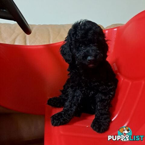 PUREBRED TOY POODLE PUPPIES 9 weeks old. READY NOW