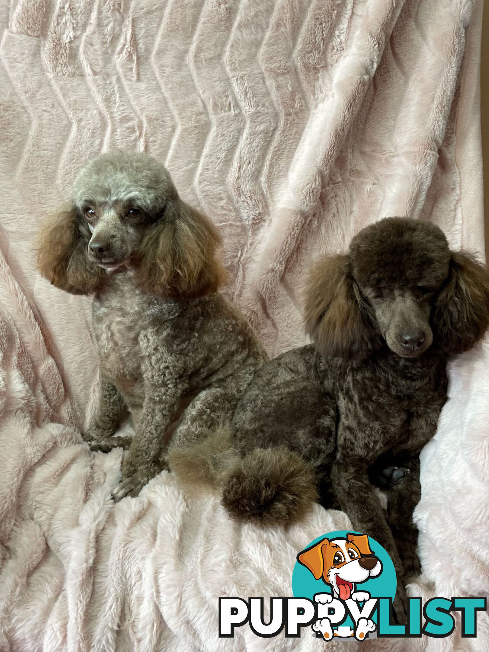 PUREBRED TOY POODLE PUPPIES 9 weeks old. READY NOW