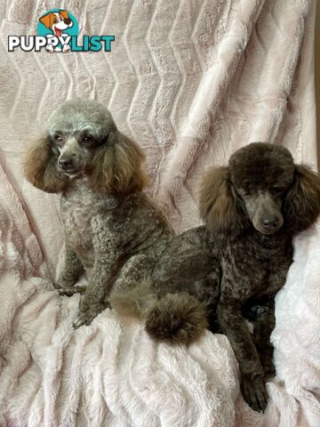 PUREBRED TOY POODLE PUPPIES 9 weeks old. READY NOW