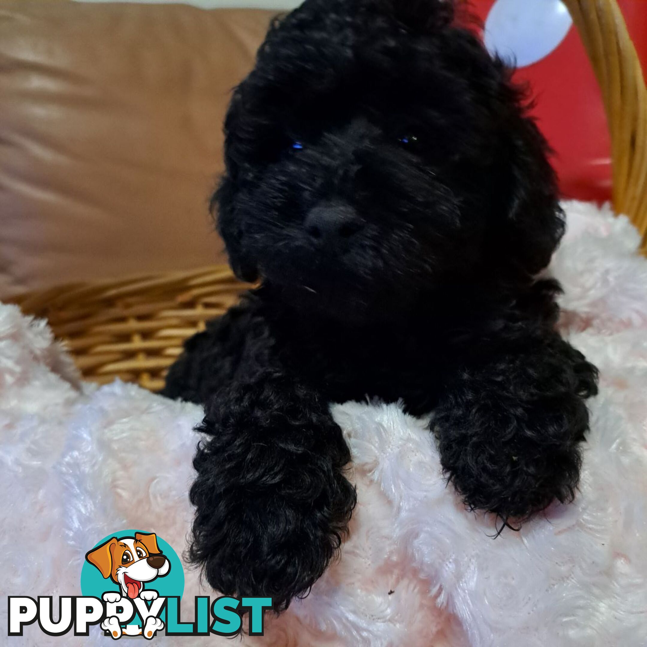 PUREBRED TOY POODLE PUPPIES 9 weeks old. READY NOW