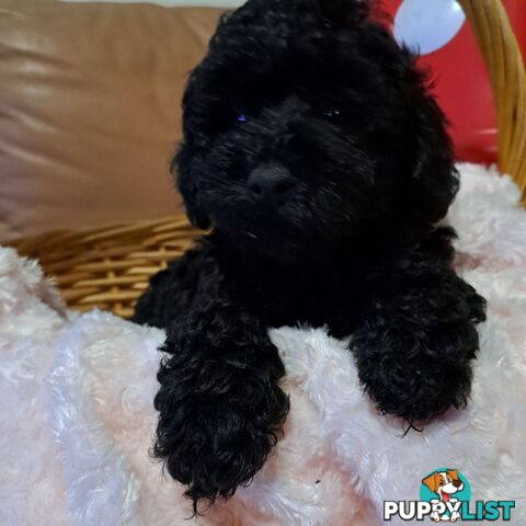 PUREBRED TOY POODLE PUPPIES 9 weeks old. READY NOW