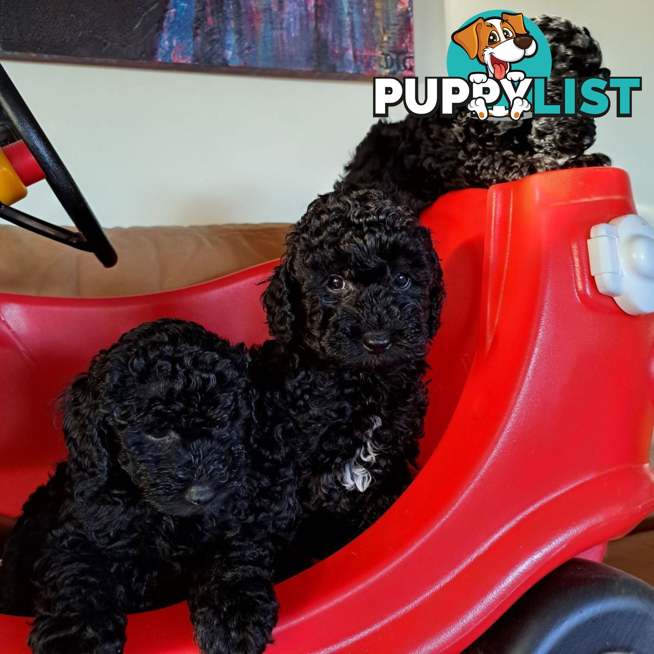 PUREBRED TOY POODLE PUPPIES 9 weeks old. READY NOW