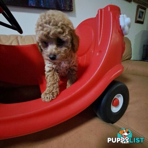 PUREBRED TOY POODLE PUPPIES 9 weeks old. READY NOW