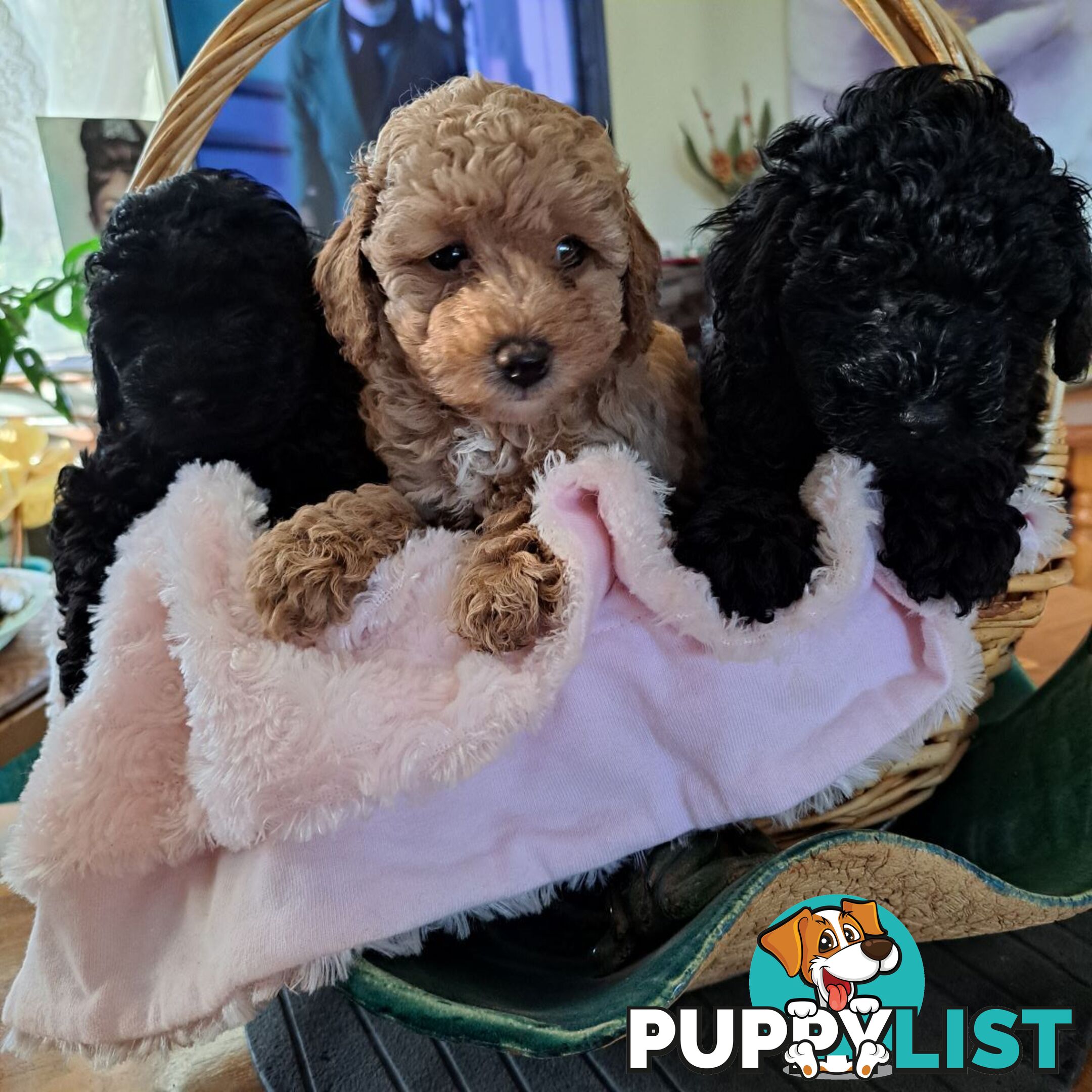 PUREBRED TOY POODLE PUPPIES 9 weeks old. READY NOW