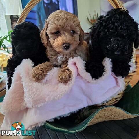 PUREBRED TOY POODLE PUPPIES 9 weeks old. READY NOW