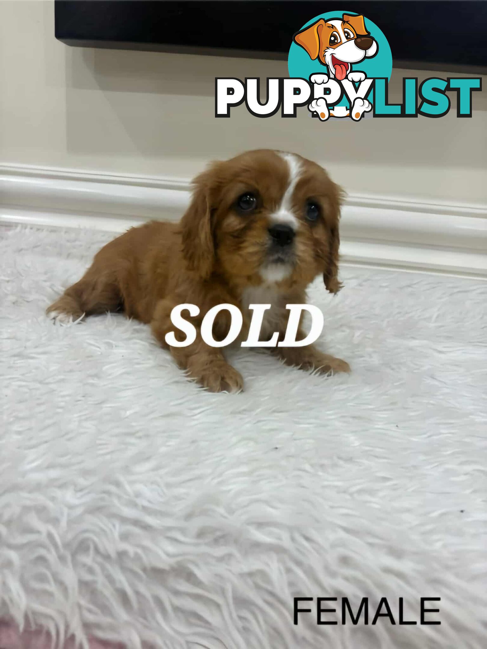 KING CHARLES CAVALIER PUPPIES FOR SALE