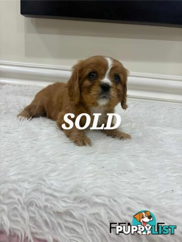 KING CHARLES CAVALIER PUPPIES FOR SALE