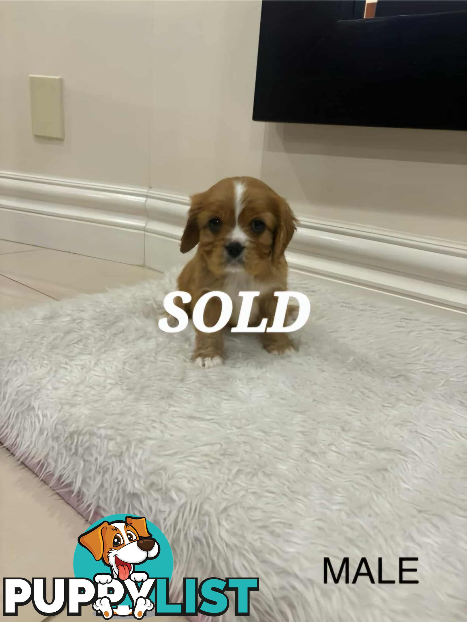 KING CHARLES CAVALIER PUPPIES FOR SALE