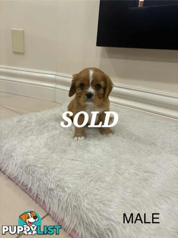 KING CHARLES CAVALIER PUPPIES FOR SALE