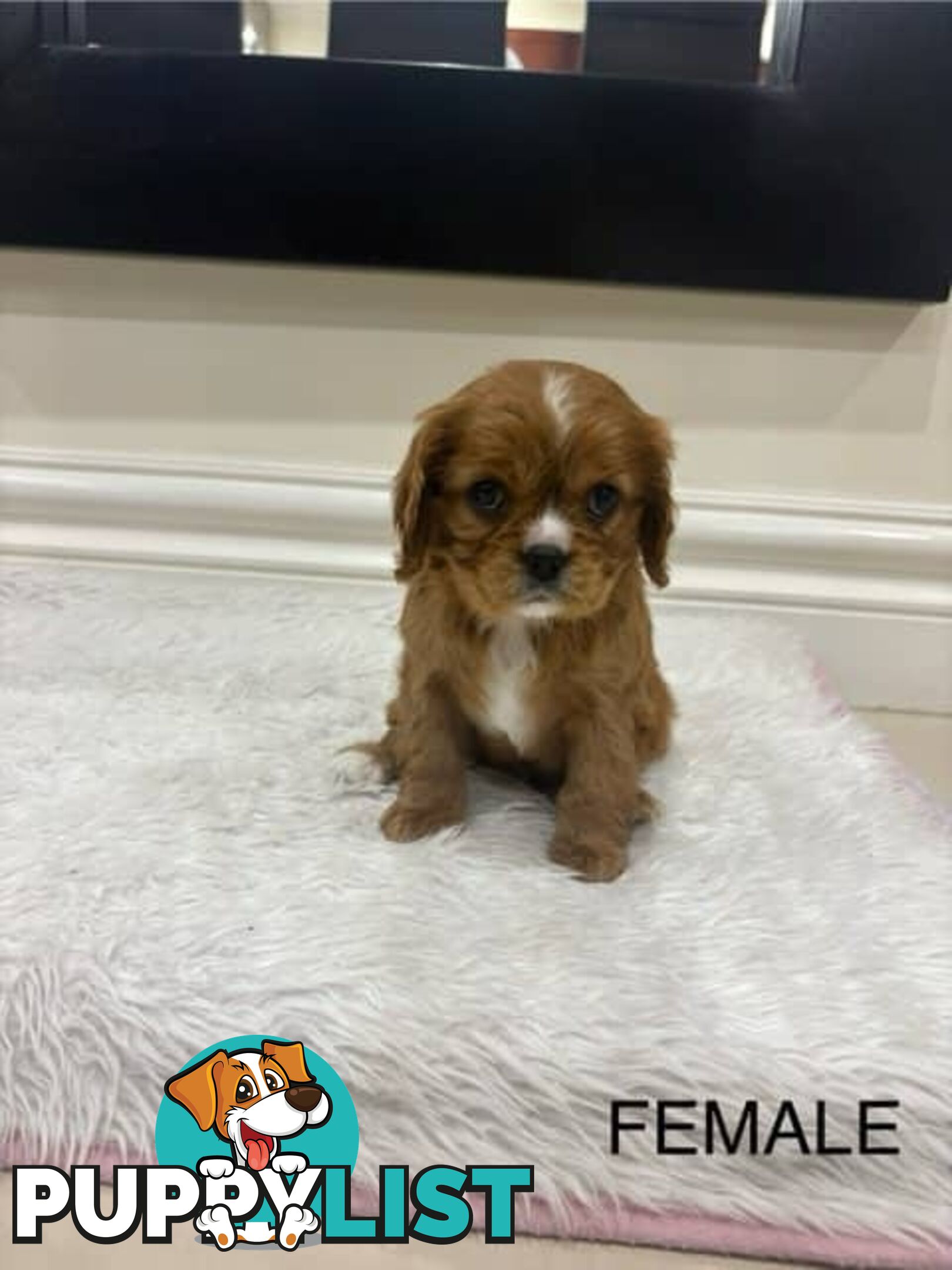 KING CHARLES CAVALIER PUPPIES FOR SALE