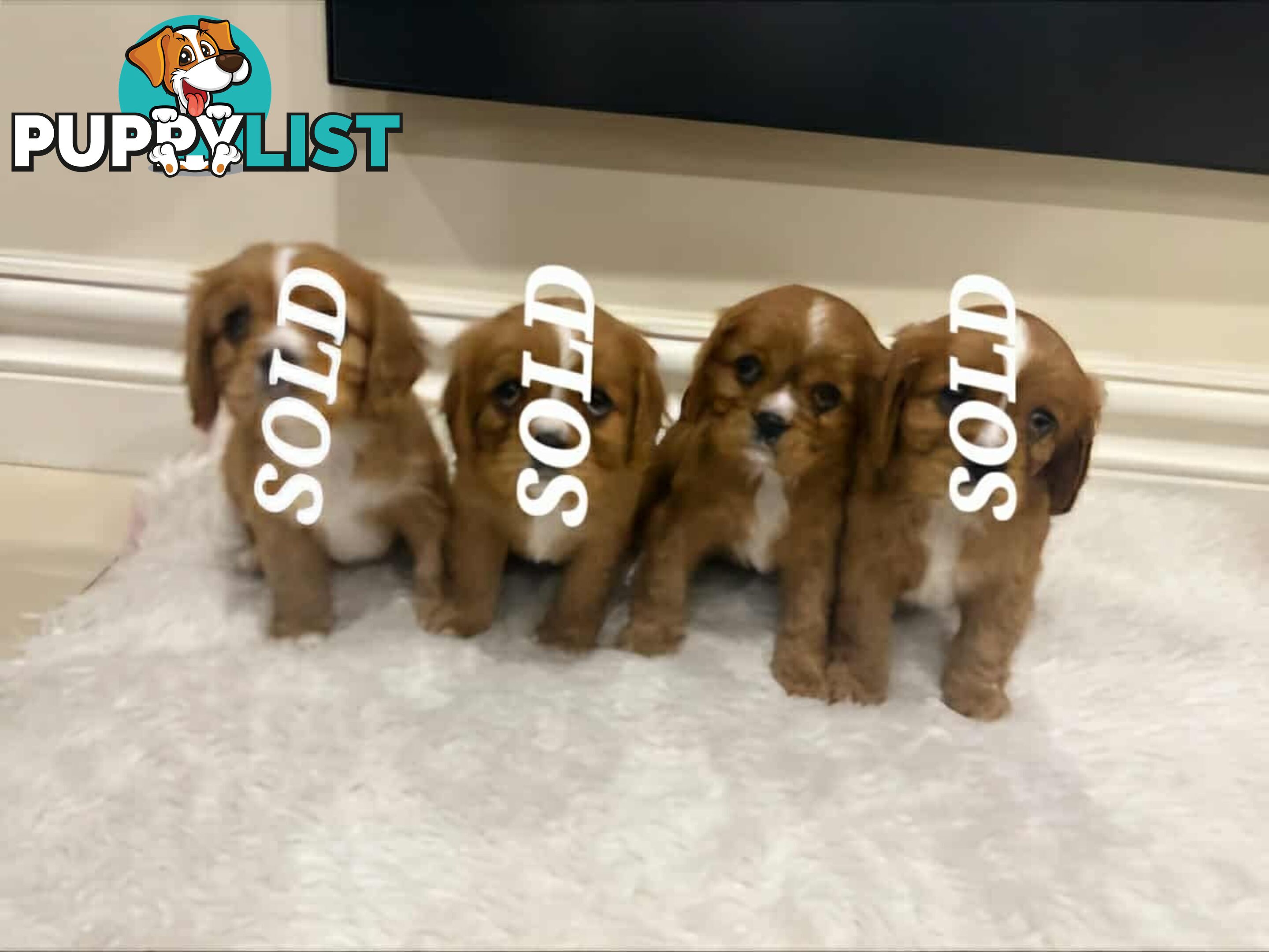 KING CHARLES CAVALIER PUPPIES FOR SALE