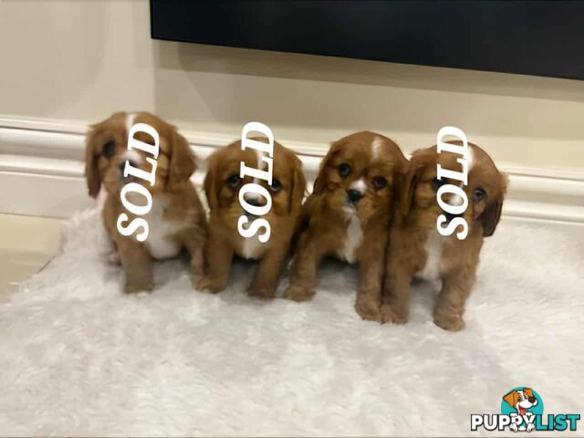 KING CHARLES CAVALIER PUPPIES FOR SALE