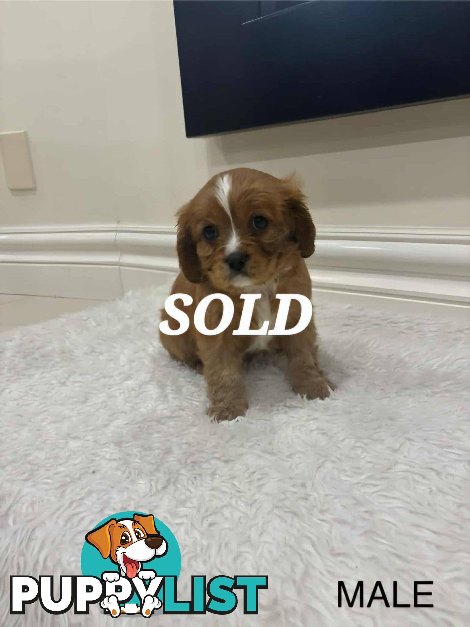 KING CHARLES CAVALIER PUPPIES FOR SALE