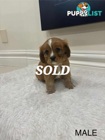 KING CHARLES CAVALIER PUPPIES FOR SALE