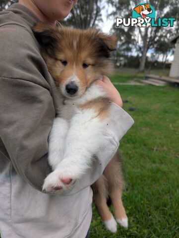 Pure Bred Rough Collie Lassie Puppies