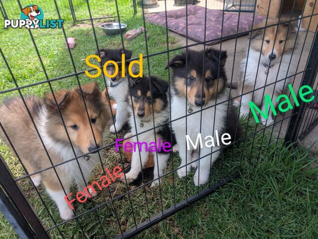 Pure Bred Rough Collie Lassie Puppies