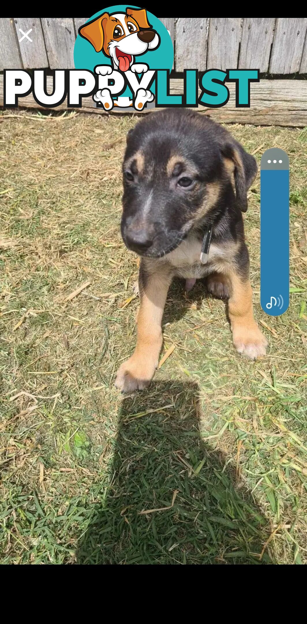 Australian kelpie x German shephard puppies