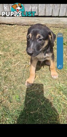 Australian kelpie x German shephard puppies