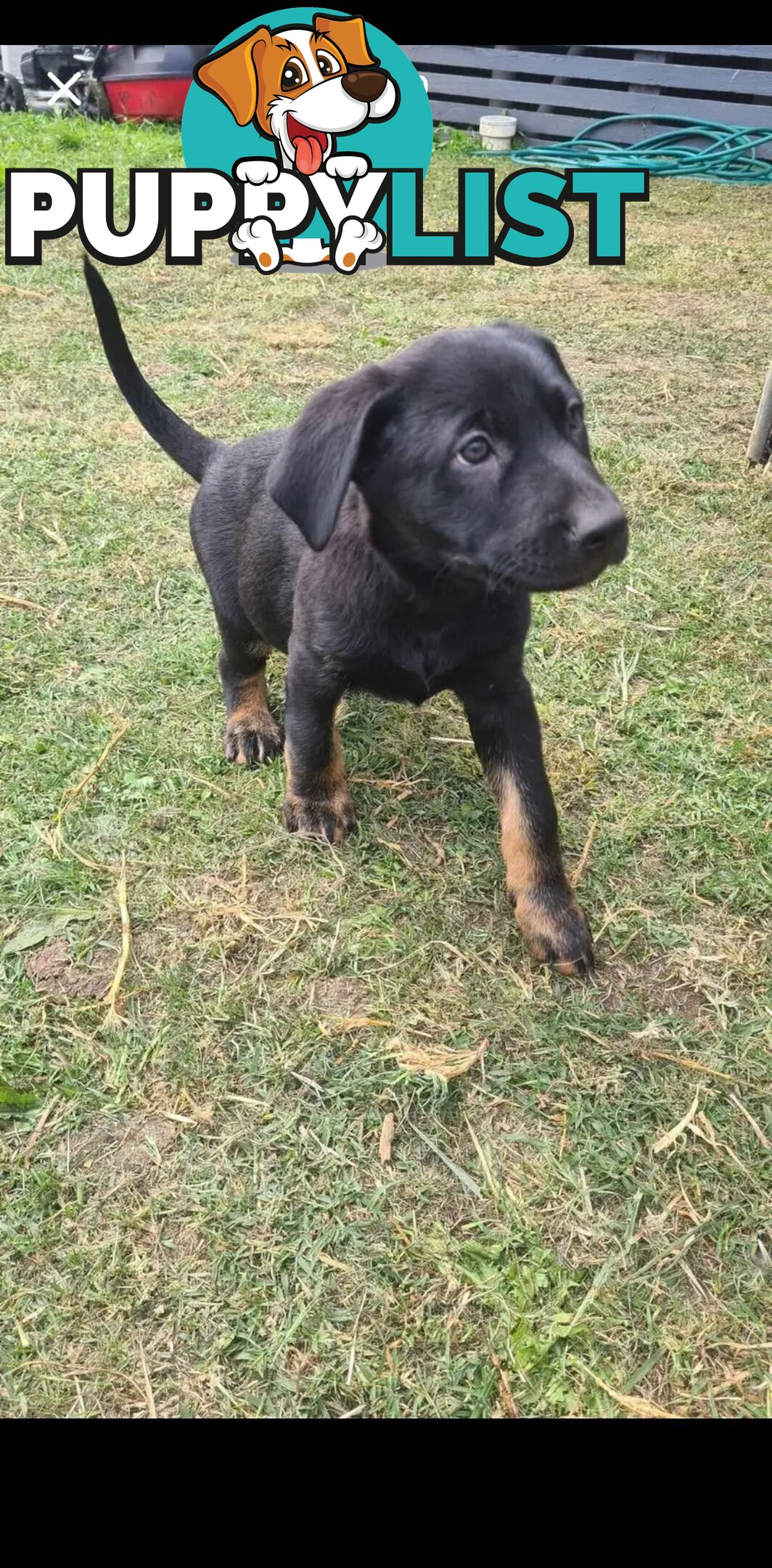 Australian kelpie x German shephard puppies