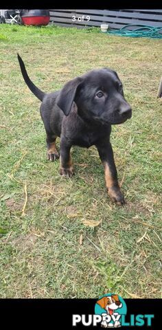 Australian kelpie x German shephard puppies