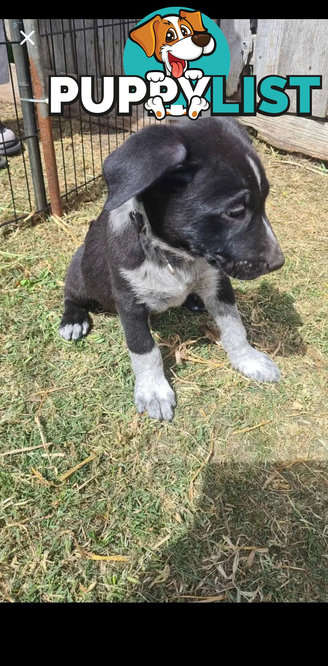 Australian kelpie x German shephard puppies