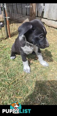 Australian kelpie x German shephard puppies