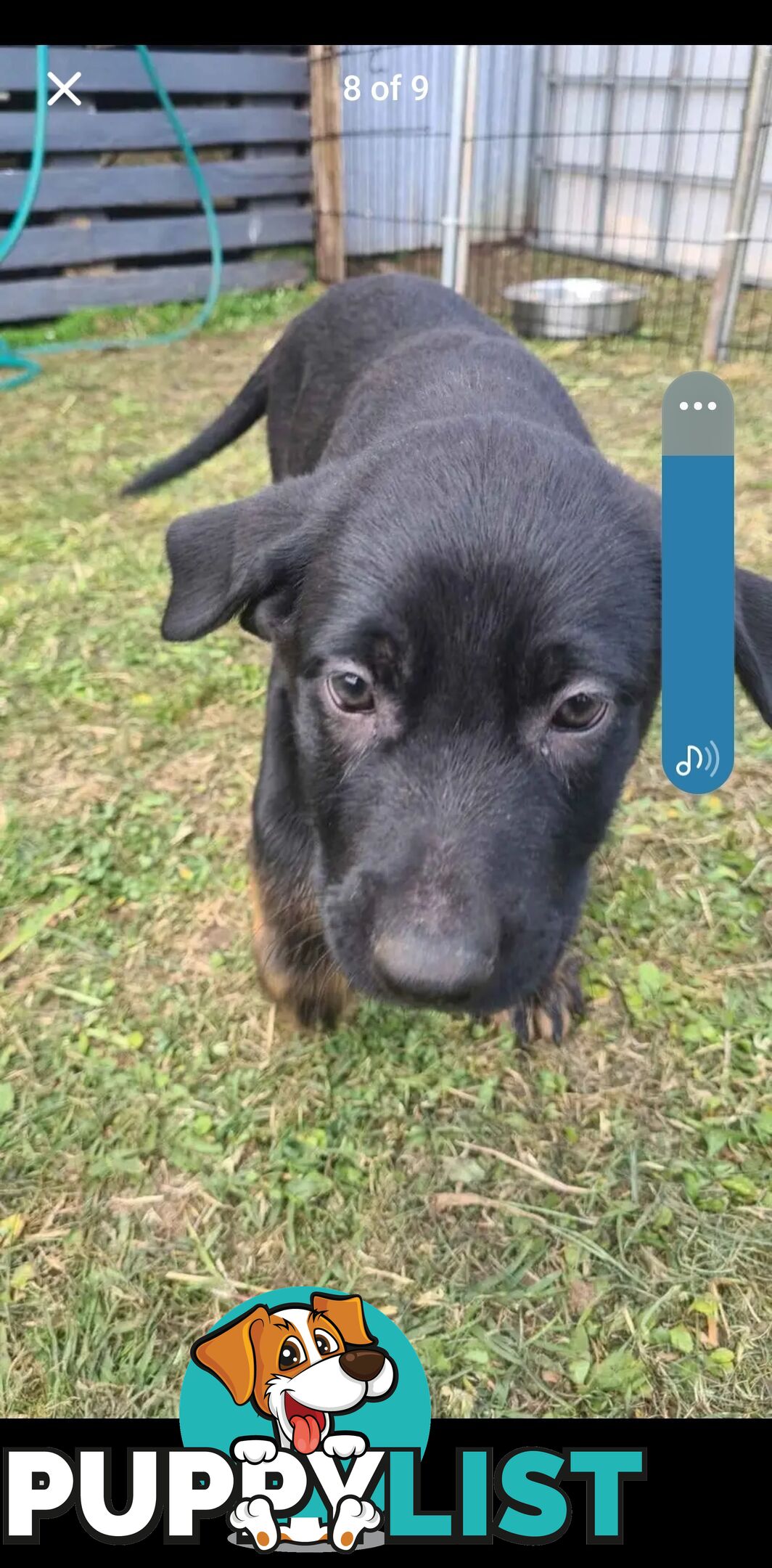 Australian kelpie x German shephard puppies