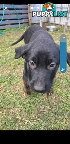 Australian kelpie x German shephard puppies