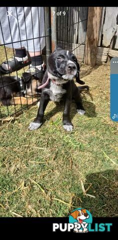 Australian kelpie x German shephard puppies