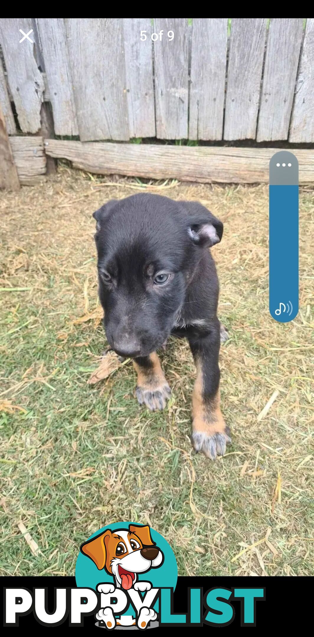 Australian kelpie x German shephard puppies