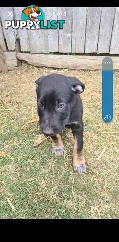 Australian kelpie x German shephard puppies