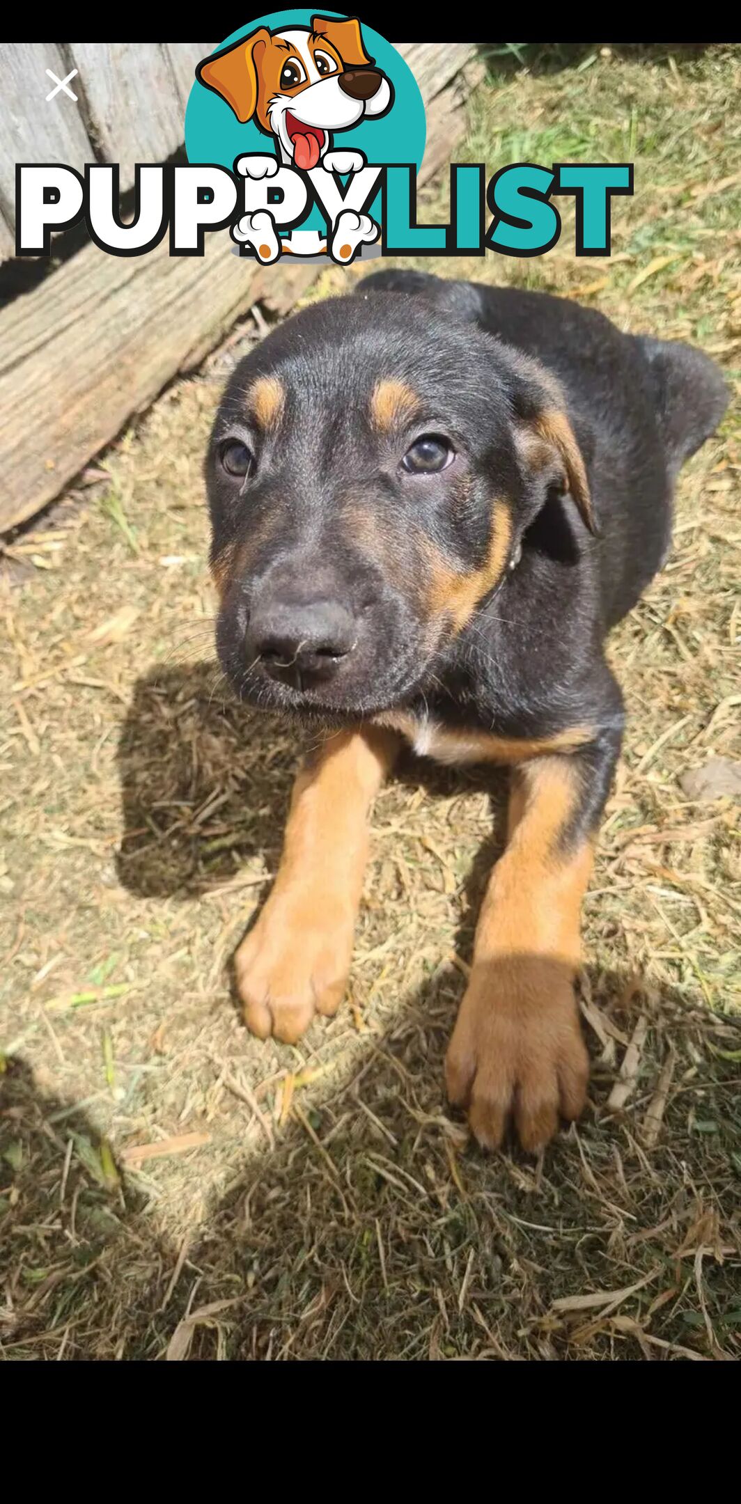 Australian kelpie x German shephard puppies