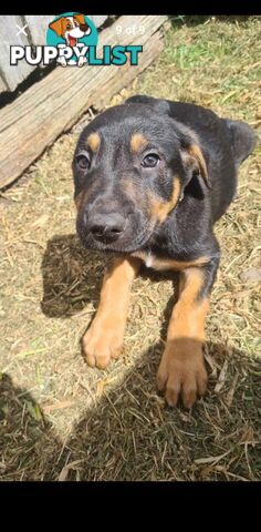 Australian kelpie x German shephard puppies