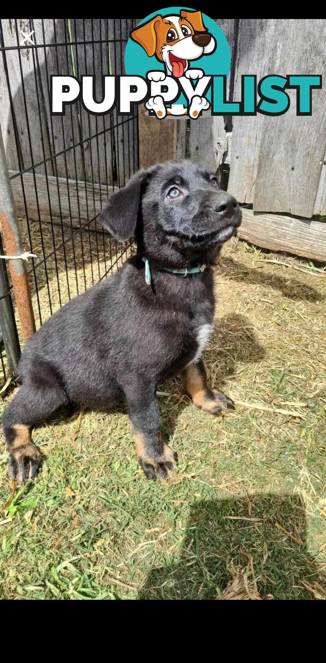 Australian kelpie x German shephard puppies