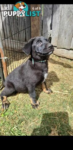 Australian kelpie x German shephard puppies