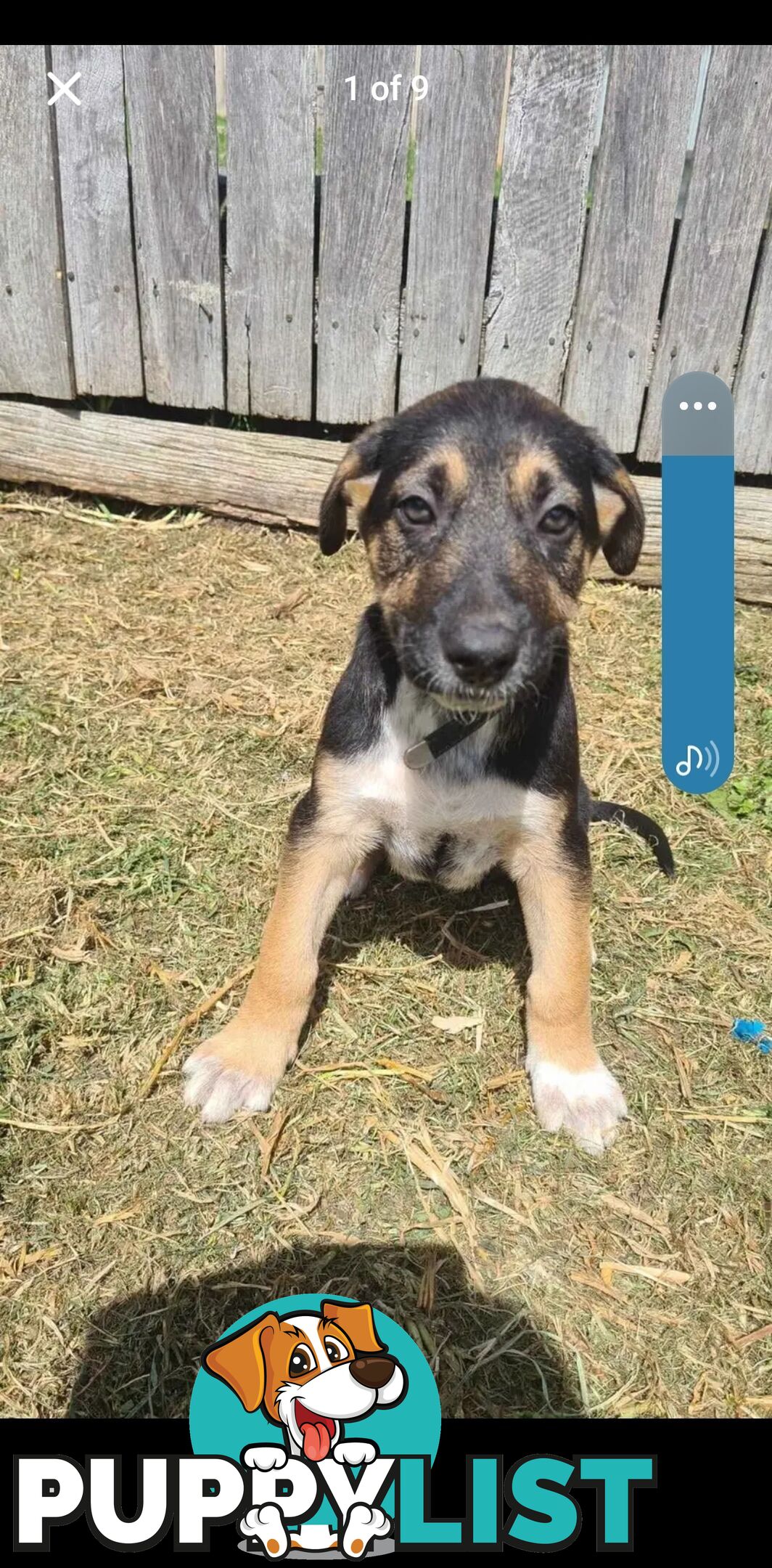 Australian kelpie x German shephard puppies