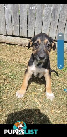 Australian kelpie x German shephard puppies