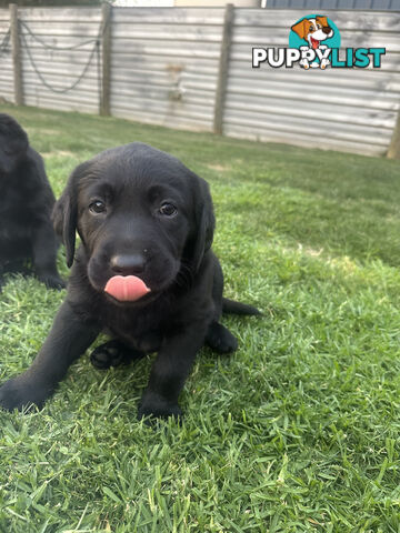 Purebred Labrador Puppies