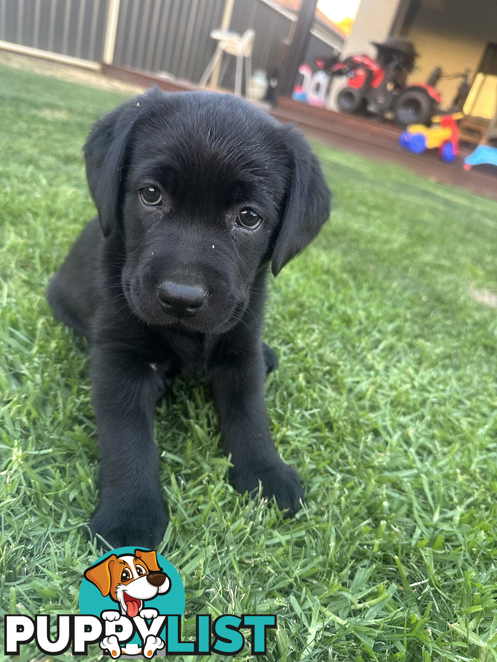 Purebred Labrador Puppies